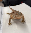 Cayenne